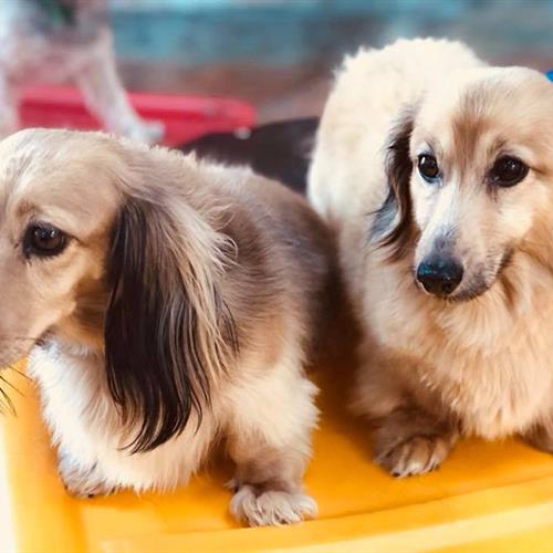 Two dogs sit together on a play staircase